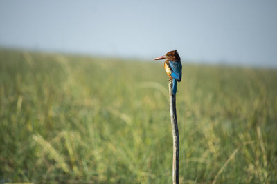 Kingfisher seated on the branch