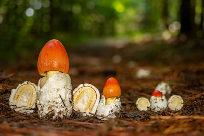 Close-up of mushrooms growing on field