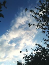 Low angle view of trees against sky