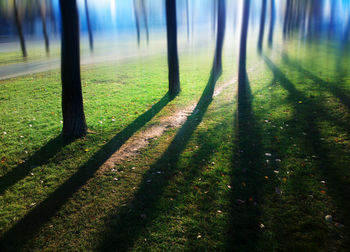 Shadow of tree on field