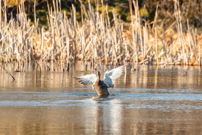 Bird flying over lake