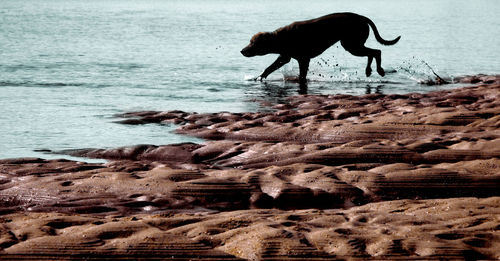 Horse on the beach