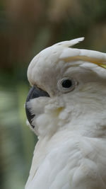 Australian wildlife, cockatoo. no edit,no filter,straight from camera