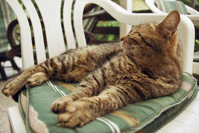 Close-up of cat relaxing on chair