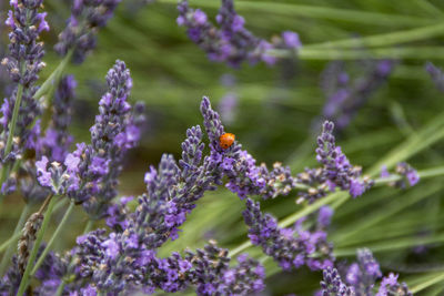 Ladybug on purple flowers