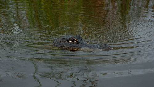 High angle view of crocodile in lake