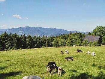 Cows grazing on field against sky