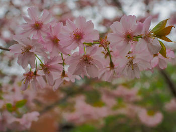 Close-up of pink cherry blossoms