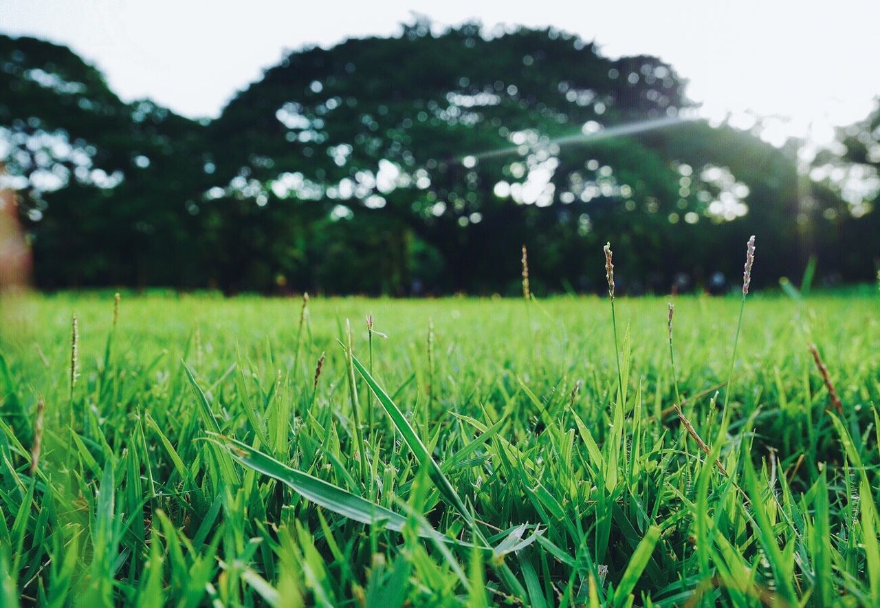 grass, field, green color, no people, focus on foreground, nature, day, tranquility, outdoors, growth, beauty in nature, playing field, tree, soccer field, soccer, landscape, sport, close-up, freshness, sky