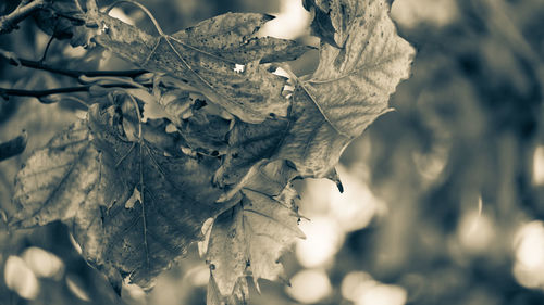 Close-up of dried leaves on snow