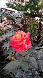 Close-up of pink rose