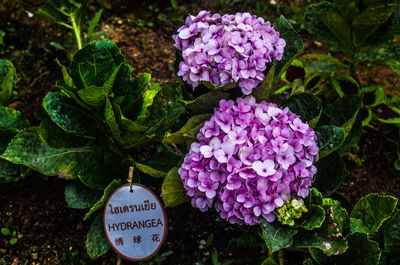 Close-up of purple flowering plants