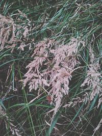 Plants growing in the background