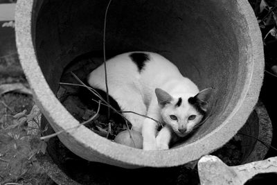 Sleep on a pot, high angle portrait of a cat resting on field