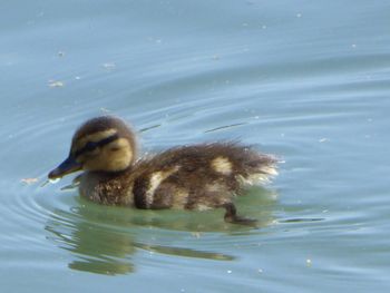 Duck swimming in a lake