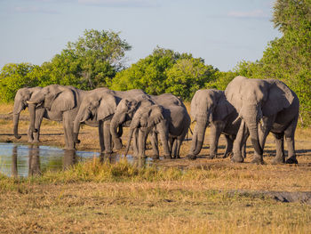Large group of african elephant drinking from river kwai, moremi game reserve, botswana, africa
