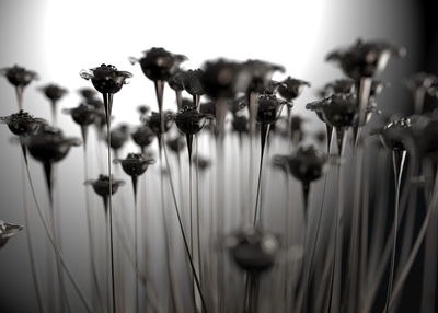 Close-up of flowering plants