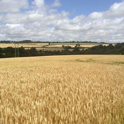 Scenic view of field against cloudy sky