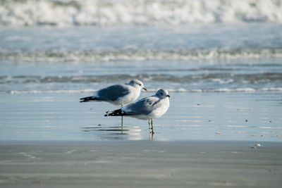 Seagulls on beach