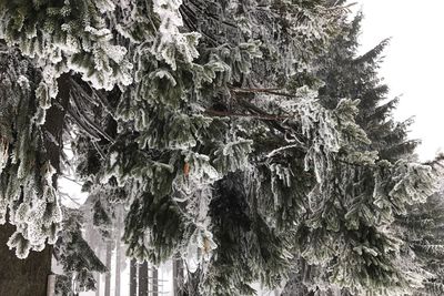 Low angle view of frozen trees on rock