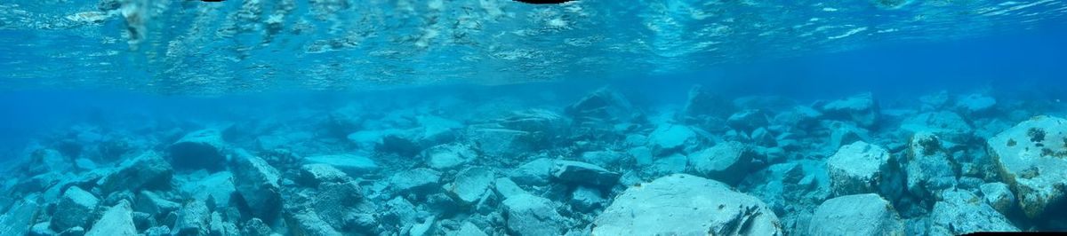 Aerial view of fish underwater