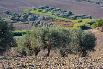 Plants growing on field