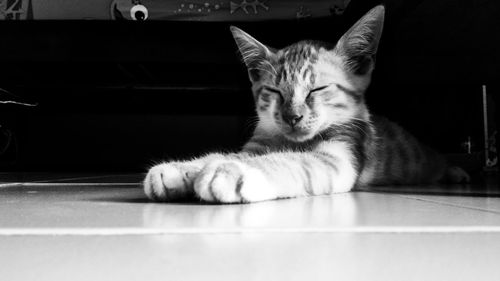 Portrait of cat resting on table