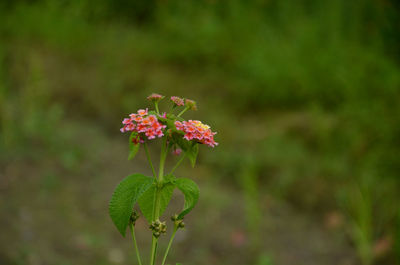 Close-up of flowering plant