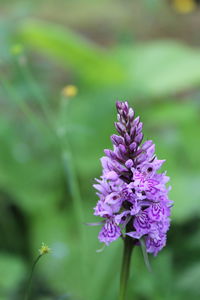 Close-up of purple flowering plant