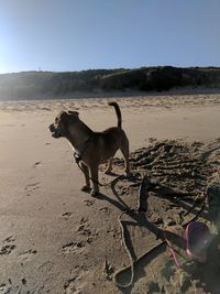 Dog standing on beach