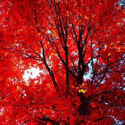 Low angle view of trees