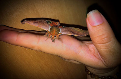 Close-up of human hand holding small leaf