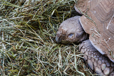 Close-up of turtle in grass