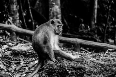 Portrait of japanese macaque