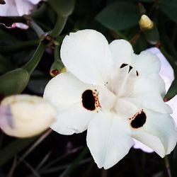 Close-up of white flower