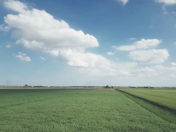 Scenic view of agricultural field against sky