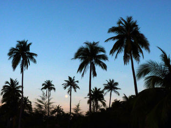 Low angle view of palm trees against blue sky