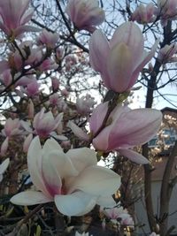 Close-up of fresh pink cherry blossoms in spring