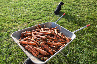 Full wheelbarrow with carrots, fresh from field