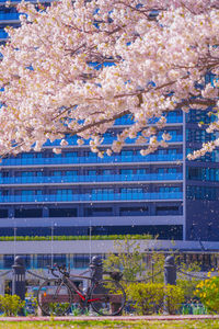 Cherry blossom tree by building in city