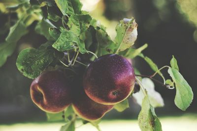 Close-up of fruits growing on plant