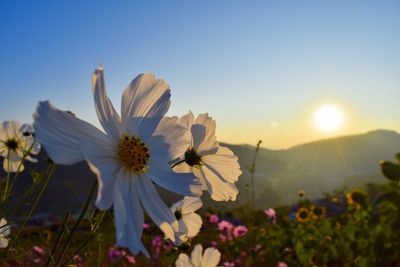 Close-up of flowering plant against sky during sunset