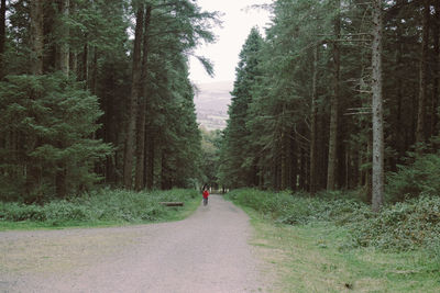 Man walking on road amidst trees in forest