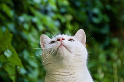 Close-up of a cat