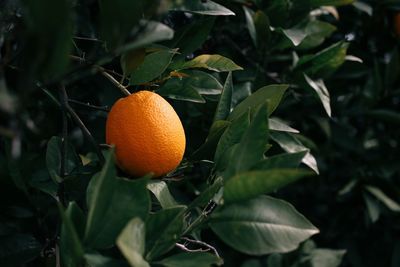 Close-up of orange growing on tree