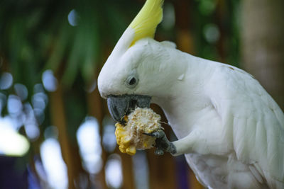 Close-up of cockatoo eating corn