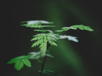 Close-up of plant against black background