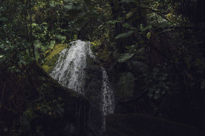 Scenic view of waterfall in forest