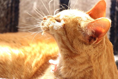 Close-up of a cat looking away