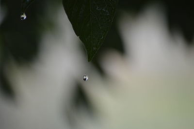 Close-up of water drops on leaf